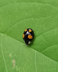 Harmonia axyridis