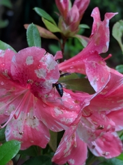 Euodynerus apopkensis