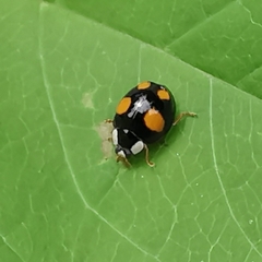 Harmonia axyridis