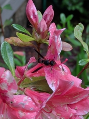 Euodynerus apopkensis