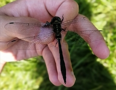 Somatochlora viridiaenea