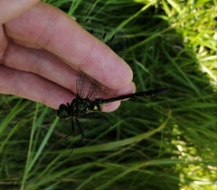 Somatochlora viridiaenea