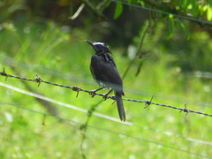 Turdus ignobilis ignobilis