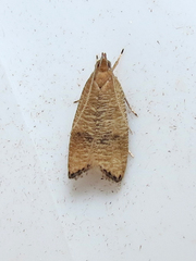 Psilocorsis cryptolechiella