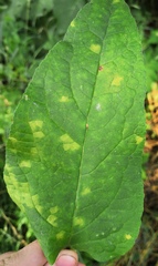 Coleosporium campanulae