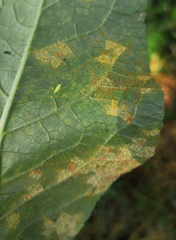 Coleosporium campanulae