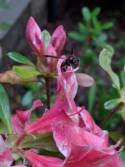 Euodynerus apopkensis