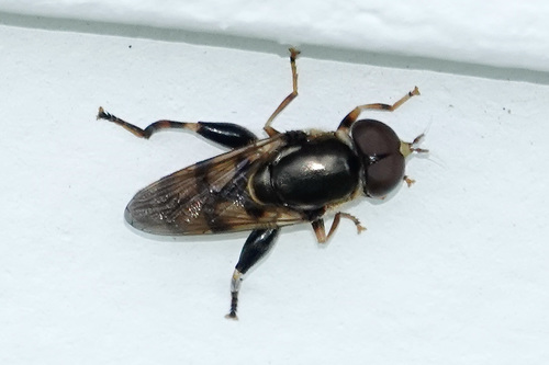 Yellow-thighed Thick-leg Fly photo 4