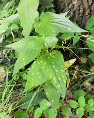 Coleosporium campanulae