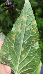 Coleosporium campanulae