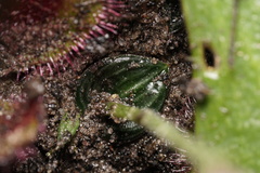 Eriochilus scaber scaber