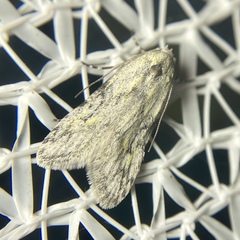 Stenoptena icmaea