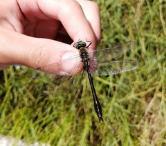 Cordulia aenea amurensis
