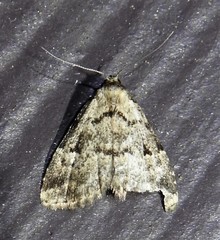 Dyspyralis illocata