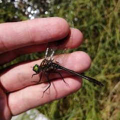 Cordulia aenea amurensis