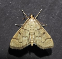 Herpetogramma theseusalis