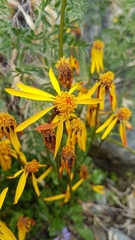 Packera heterophylla