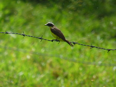 Myiozetetes cayanensis hellmayri