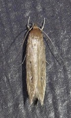 Limnaecia phragmitella