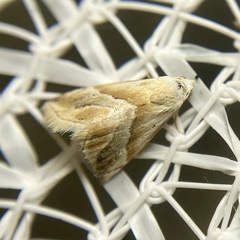 Eublemma roseana