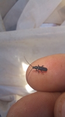 Afronycha albolateralis