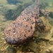Japanese Giant Salamander - Photo (c) ShiroHonjo, some rights reserved (CC BY-NC), uploaded by ShiroHonjo