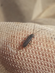 Afronycha albolateralis