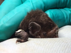 Chalinolobus gouldii