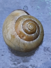 Cepaea nemoralis