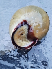 Cepaea nemoralis