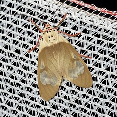 Amerila crokeri