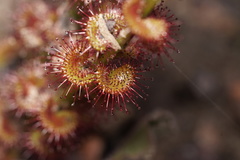 Drosera platypoda