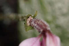 Eriochilus scaber scaber