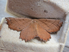 Euchlaena johnsonaria