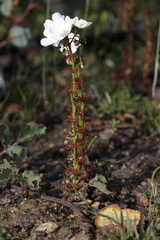 Drosera platypoda