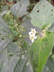 Solanum