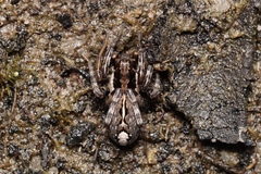 Artoriinae