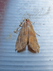 Parapoynx maculalis