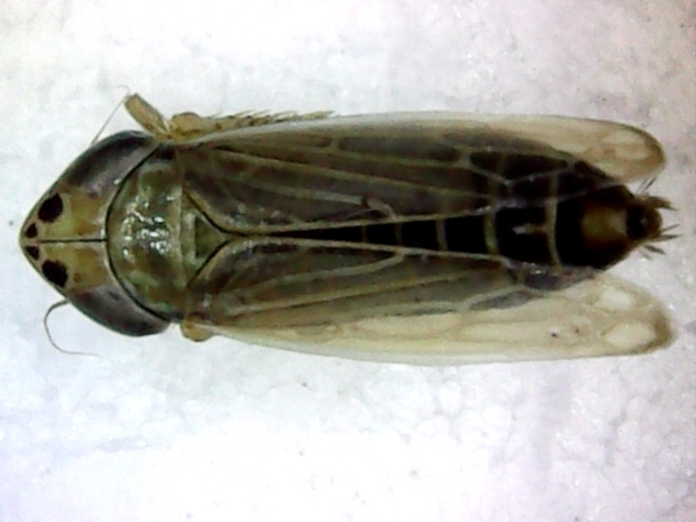 Tetramelasma
