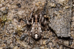 Artoriinae