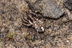 Artoriinae