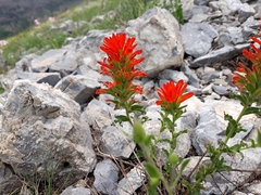 Castilleja applegatei viscida
