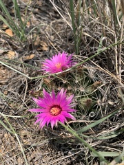 Mammillaria wrightii wrightii
