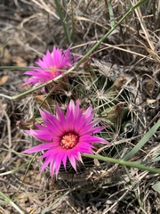 Mammillaria wrightii wrightii