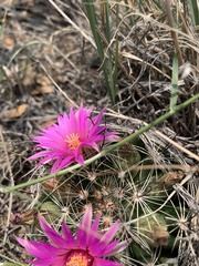 Mammillaria wrightii wrightii