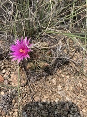 Mammillaria wrightii wrightii