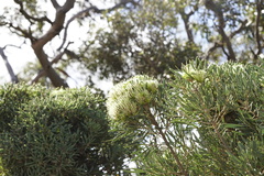 Hakea corymbosa