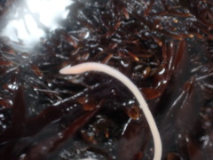Tubulanus