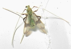 Stenochironomus