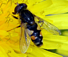 Parhelophilus rex